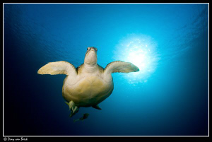 Green Turtle. first entry of 2010 by Dray Van Beeck 
